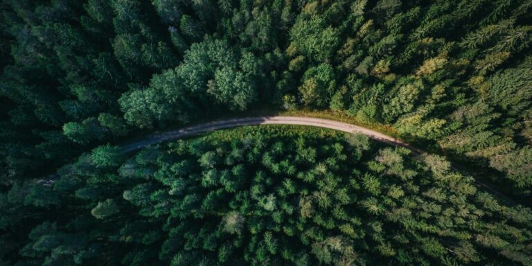 DWF to grow its own forest