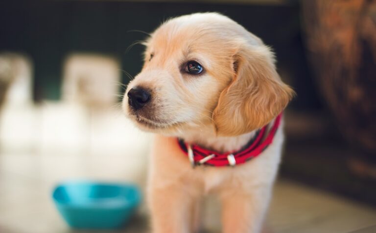 ‘Is it realistic to have a puppy during my training contract?’