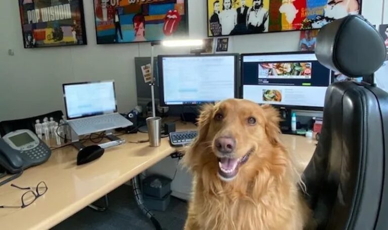 Slaughter and May calls time on dogs in the office