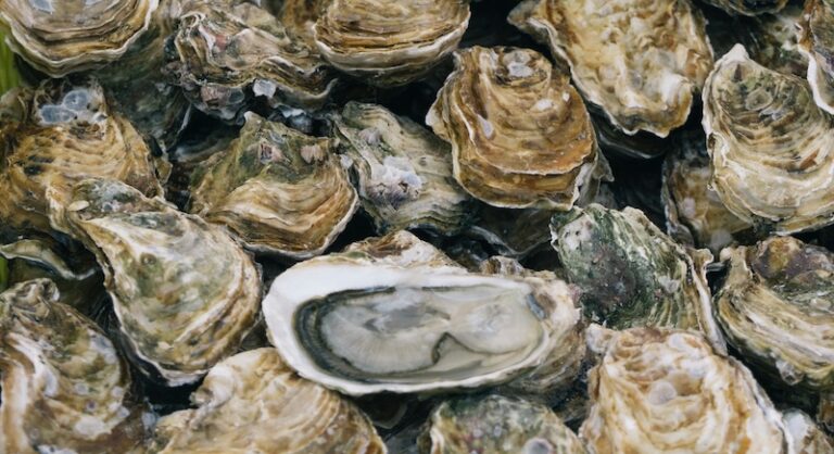 Womble Bond Dickinson slaps £300 levy on business class flights in bid to protect oysters